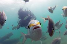 Beginner Scuba Diving with Turtles and Videos, San Juan
