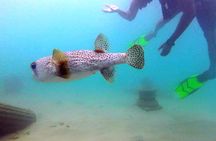 Beginner Scuba Diving with Turtles and Videos, San Juan