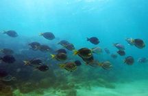 San Juan Guided Snorkel With Turtles Tour and Videos