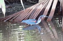 Canoe & wildlife spotting on small canals of Tortuguero Park