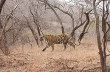Khajuraho Day Tour: Jungle Safari at Panna National Park and Western and Eastern Temple