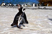 Best of the Cape (Cape Point & Winelands)