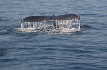 Whale Watching in Hermanus (landbased)