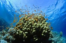 Catalina Island Scuba Diving and Snorkeling Tour from Punta Cana