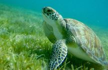 Swim w/Turtles in St. John, Pizza Pi & Snorkel a shipwreck. 