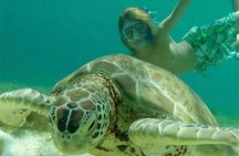 Swim w/Turtles in St. John, Pizza Pi & Snorkel a shipwreck. 