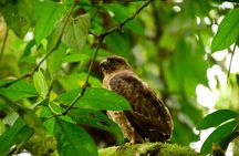 Braulio Carrillo Bird Watching Full Day Pass
