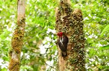 Braulio Carrillo Bird Watching Full Day Pass