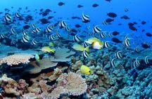 Watamu Marine Park & Sudi Island Mangrove Forest Canoe Ride.With sea food lunch