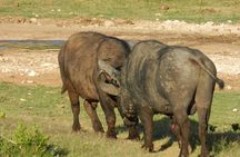 Addo Elephant 5 hour Morning Safari.