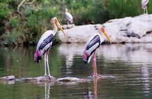 Guided Keoladeo Bird National Park Tour in Bharatpur from Jaipur