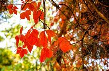 Tianjin Shore Excursion: Tian'anemen Square, Forbidden City and Summer Palace