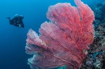 Fun Boat Dive for certified diver
