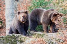 Bearwatching Hiking Day Tour in High Tatras from Poprad