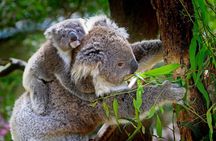 Private Great Ocean Road Express Tour (9 Hour Tour)