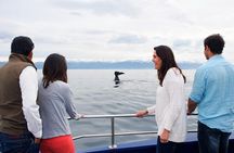 Kaikoura Whale Watch Day Tour from Christchurch