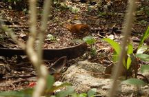 Private Tour: Birdwatching Playa del Carmen