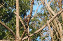 Private Tour: Birdwatching Cozumel Island
