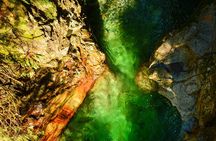 Photography in Rainforest & Suspension Bridge