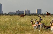 Afternoon half day mini safari to Nairobi National Park 