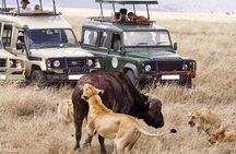 3 Day Maasai Mara Group Joining Camping Safari - Daily Departures