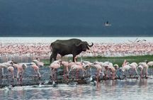 2 Day Lake Nakuru National Park Safari - Daily Departures