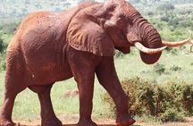 9-Days Discover Kenya Private Safari