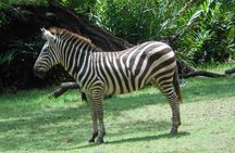 Mombasa Private City Tour & Haller park Sanctuary with sea food luch
