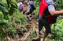El Yunque Rainforest and Waterfall Guided Tour