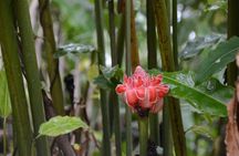 El Yunque Rainforest and Waterfall Guided Tour