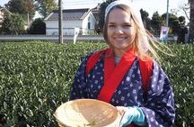 Experience Seasonal Green Tea Picking in Sayama and Nostalgic Walk in Kawagoe!