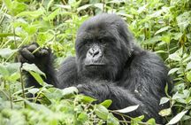 5 days gorillas and chimpanzee tracking