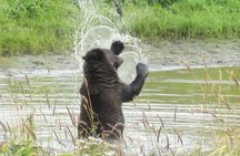 Wildlife and Glaciers with a walk in the Rainforest