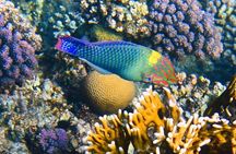 Excursion to the White Island & Ras Mohammed National Park from Sharm El Sheikh