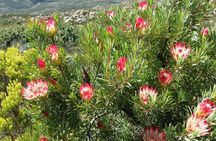 Half-Day Swartberg Pass PRIVATE Tour (including lunch & transfer - Oudtshoorn)