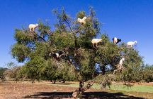Day Trip To Essaouira MoGador and Argan Tress forests 