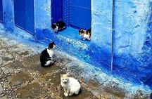 From Fes : Chefchaouen Day trip with small Group