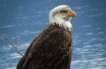 Chilkoot Wilderness and Wildlife Viewing (2.5 hrs in Haines)