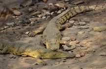 Private 2 Days Safari, Nature, to Awash National Park 