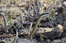 Private 2 Days Safari, Nature, to Awash National Park 