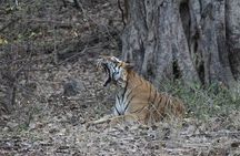 Private Full Day Trip to Ranthambore