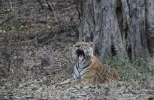 Private Full Day Trip to Ranthambore