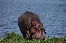 5 days gorillas and chimpanzee tracking