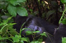 Gorilla & Chimp Tracking Safari - 4 Days
