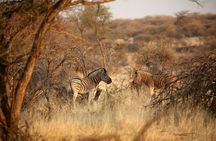 3 Day Camping tour at Etosha National Park