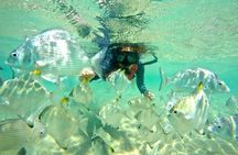 Gold Coast Kayaking & Snorkelling Tour (2.5 Hours)