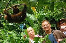 Sloth Discovery & Swim in Rio Celeste
