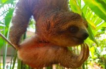 Sloth Discovery & Swim in Rio Celeste