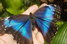 Sloth Discovery, Río Celeste & Coffee–Cacao Journey