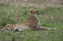 5 Days Safari Experience, 2 Nights Amboseli and 2 Nights Maasai Mara